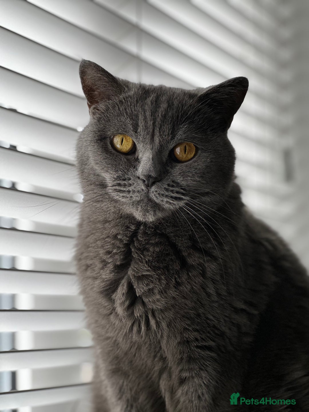 British Shorthair cats for sale: Beautiful female adult cat looking for new home - Image 6