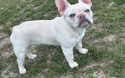 French Bulldog dogs for stud: White French bull dog blue eyes for stud  - Image 4