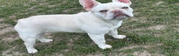 French Bulldog dogs for stud: White French bull dog blue eyes for stud  - Advert 4