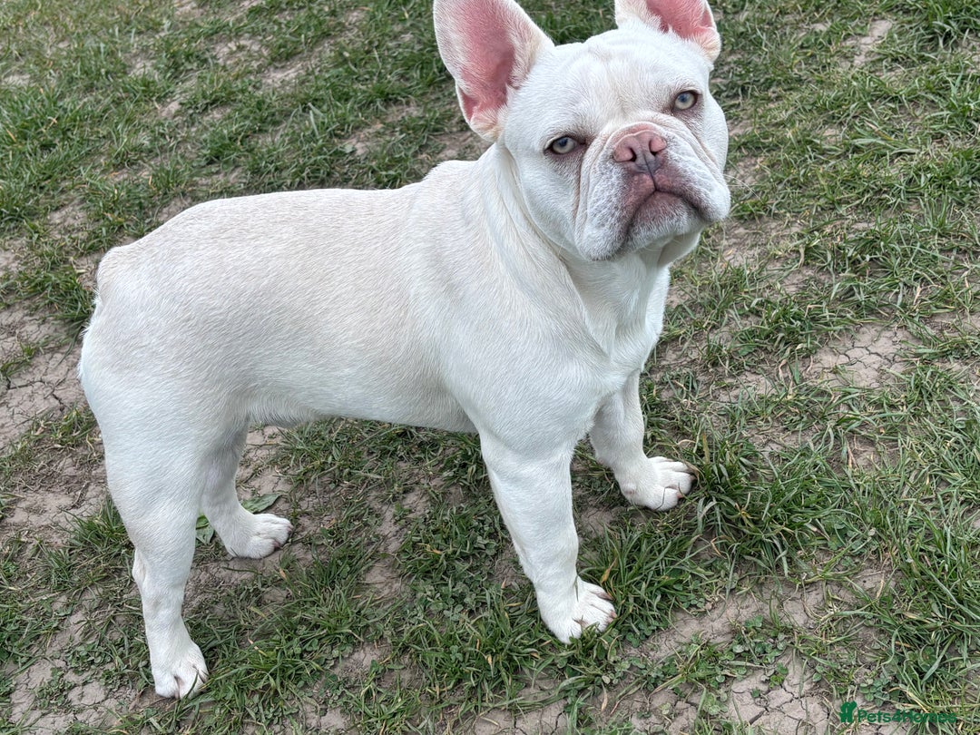 French Bulldog dogs for stud: White French bull dog blue eyes for stud  - Image 4