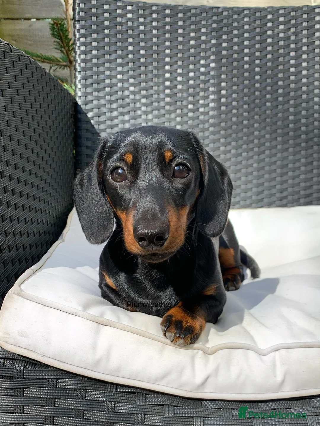 Miniature Dachshund dogs for stud: Champion Sired 4kg - IVDD Screened & PRA Clear in Tunbridge Wells - Advert 7