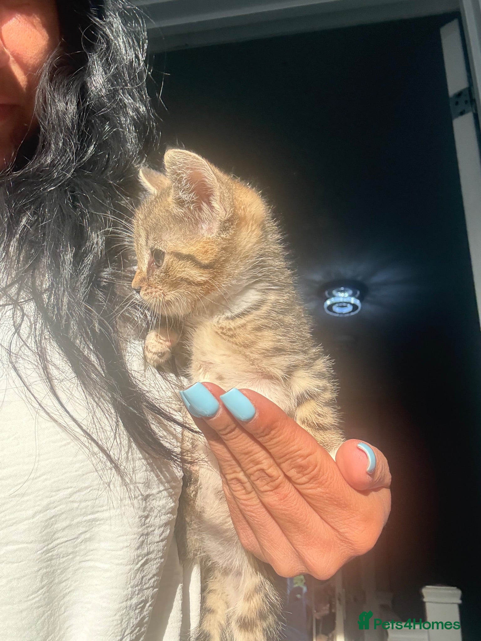 Mixed Breed cats Litter of lovely kittens - Advert 1