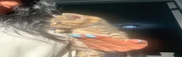 Mixed Breed cats for sale: Litter of lovely kittens - Advert 1