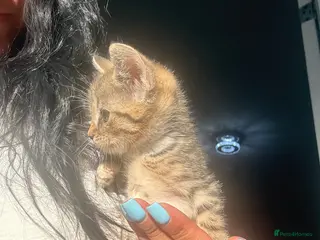 Mixed Breed cats Litter of lovely kittens - Advert 16