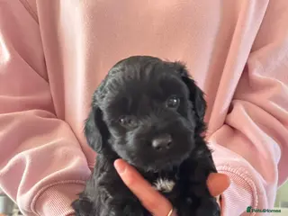 Mixed Breed dogs Poodle x terrier pups in Bridgend - Advert 1