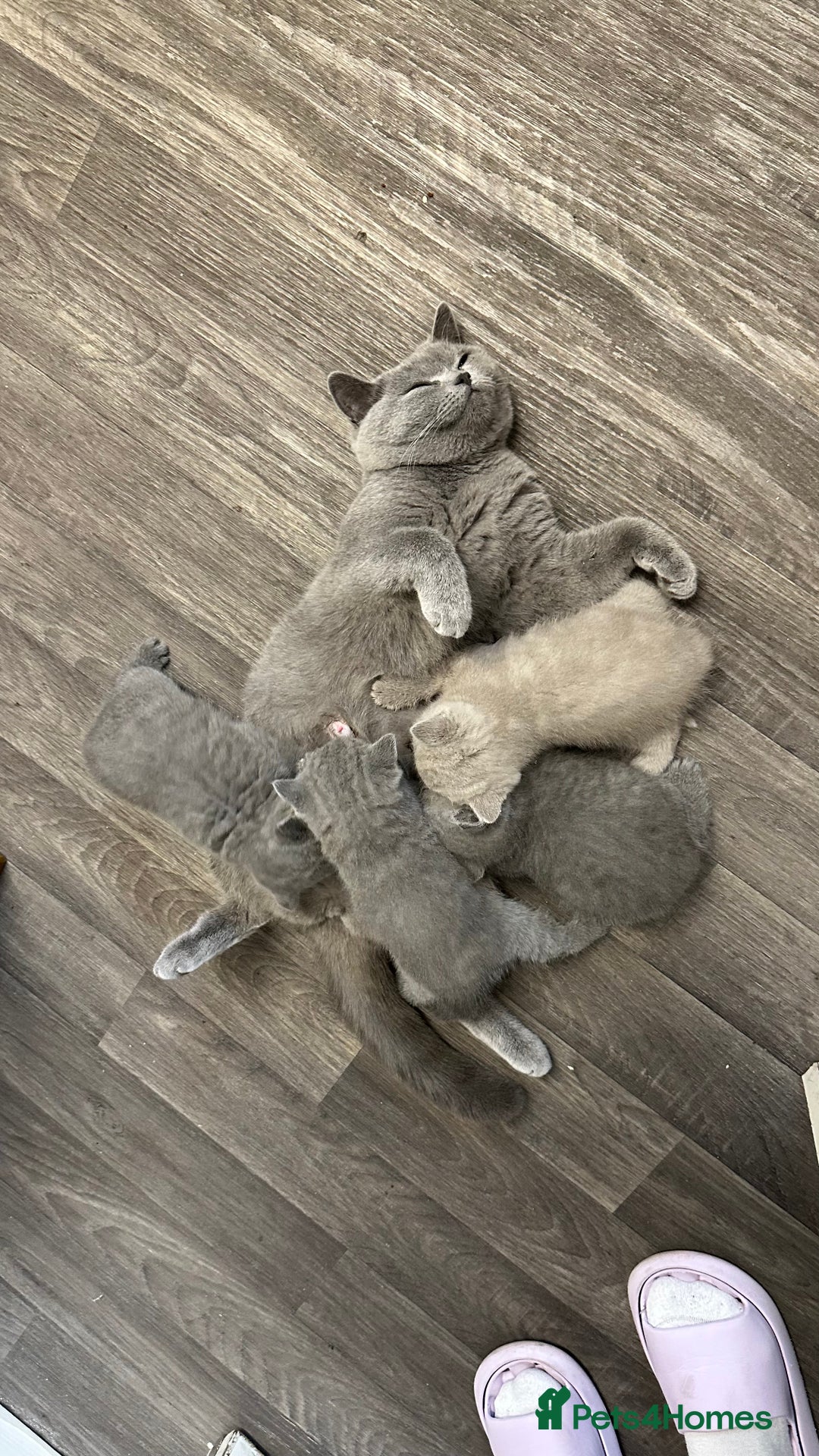 British Shorthair cats for sale: British Shorthair kittens - Image 12