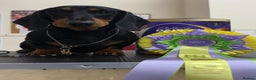 Miniature Dachshund dogs for stud: Kc reg Black and Tan mini smooth. - Advert 4
