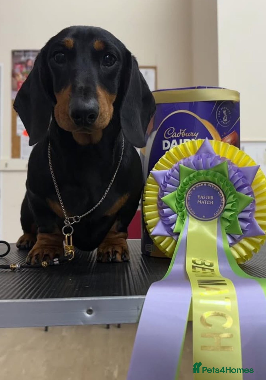 Miniature Dachshund dogs for stud: Kc reg Black and Tan mini smooth stud dog  - Image 3