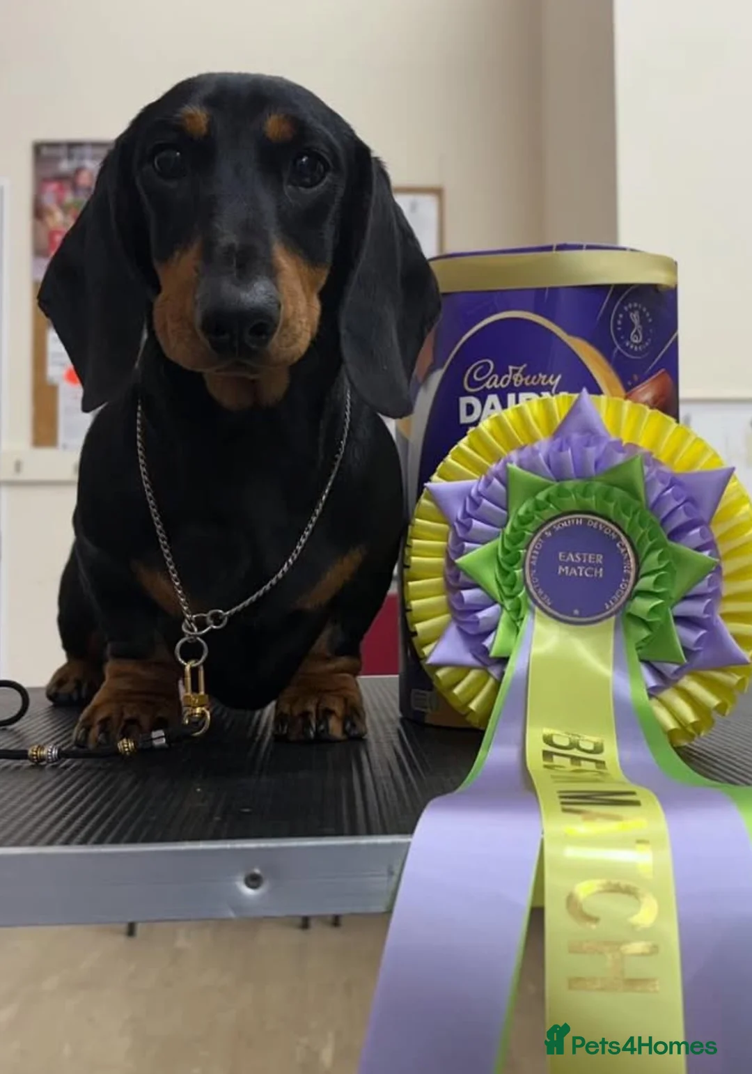 Miniature Dachshund dogs for stud: Kc reg Black and Tan mini smooth. - Advert 4