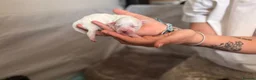 Mixed Breed dogs for sale: White boy Lhasapoochon - Advert 6