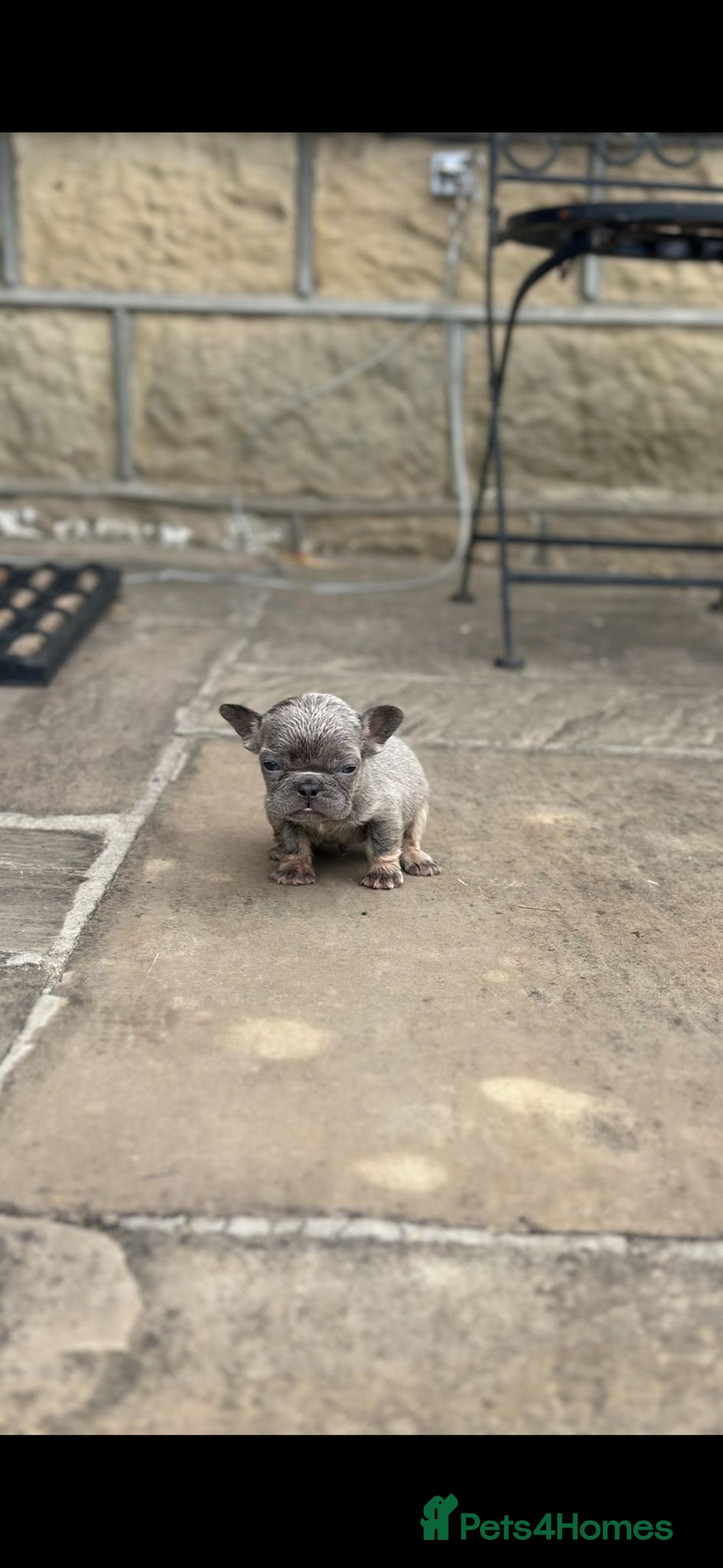 French Bulldog dogs for sale: Miniature French bulldogs carry fluffy  - Image 9