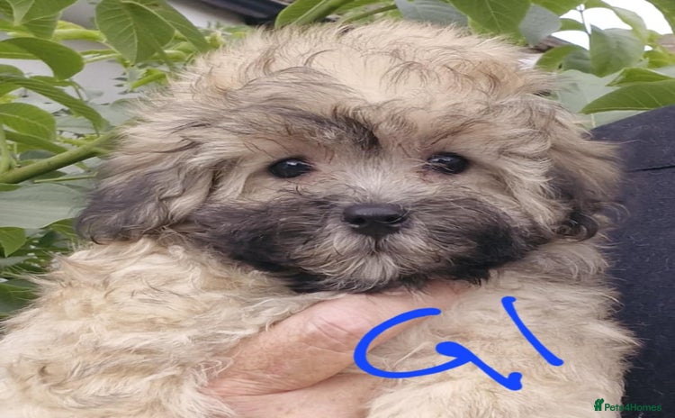 Maltipoo dogs - Advert 9