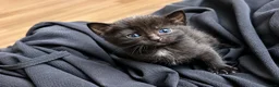 Bengal cats for sale: Bengal Kittens Looking for Their Forever Homes  - Advert 11