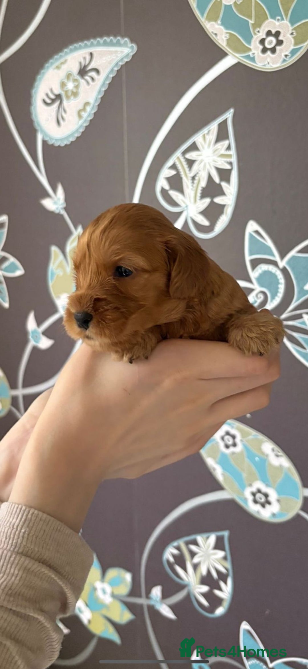 Cockapoo dogs for sale: F1 RARE VILLASPANIOL CHAMPION LINE  COCKAPOOS  - Advert 22