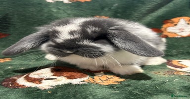 Mini Lop rabbits - Advert 1