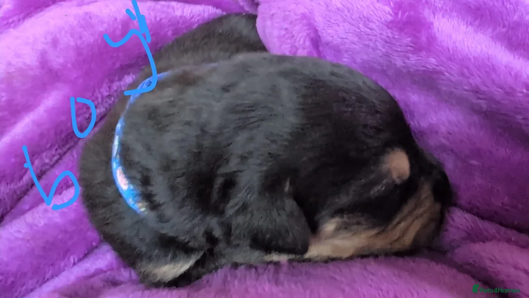 Mixed Breed dogs for sale: Rottweiler cross Caucasian Shepherd in Woodbridge - Advert 2