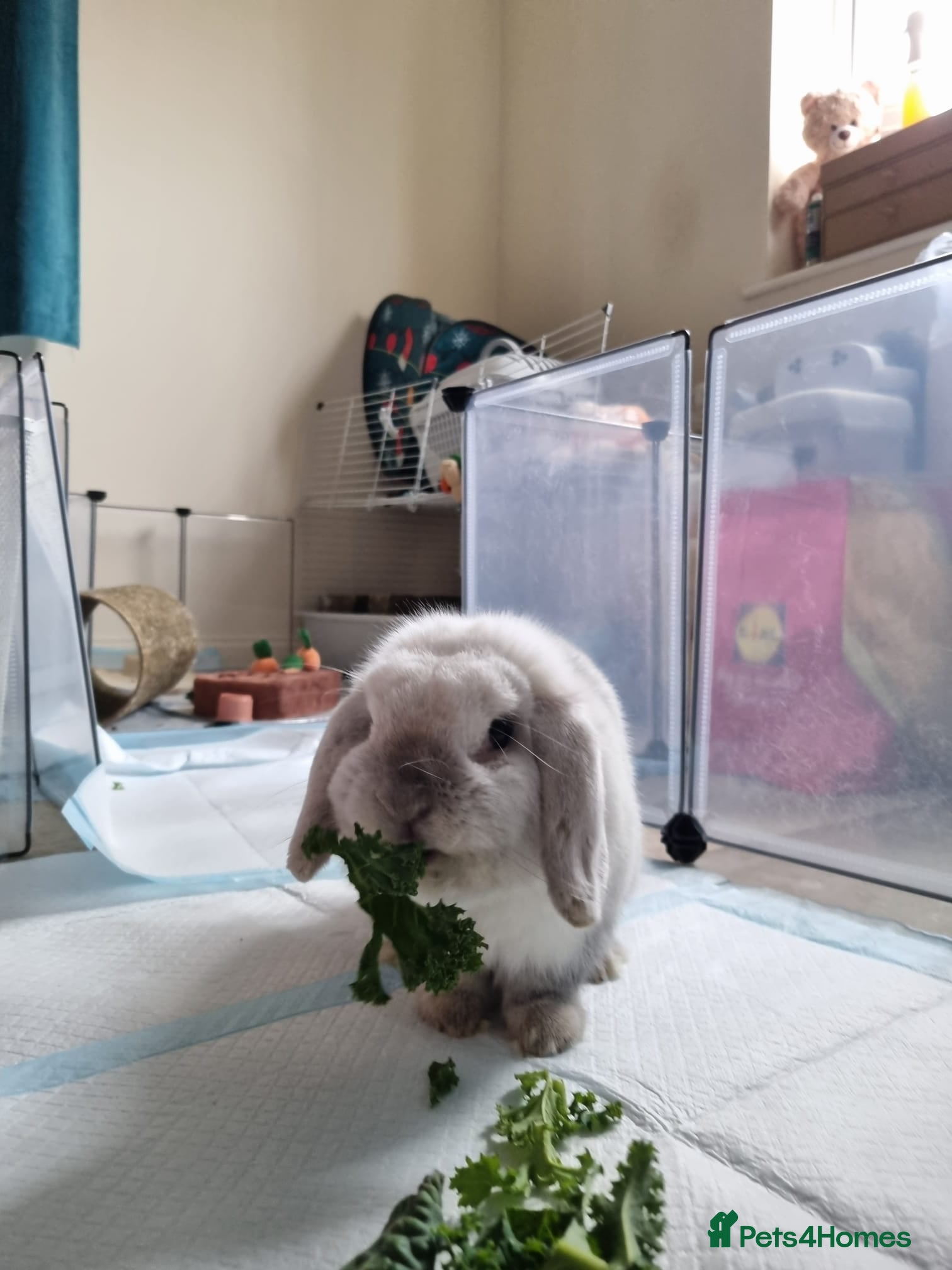 Mini Lop rabbits Beautiful Mini Lop Rabbit - 2 Years old - Advert 2