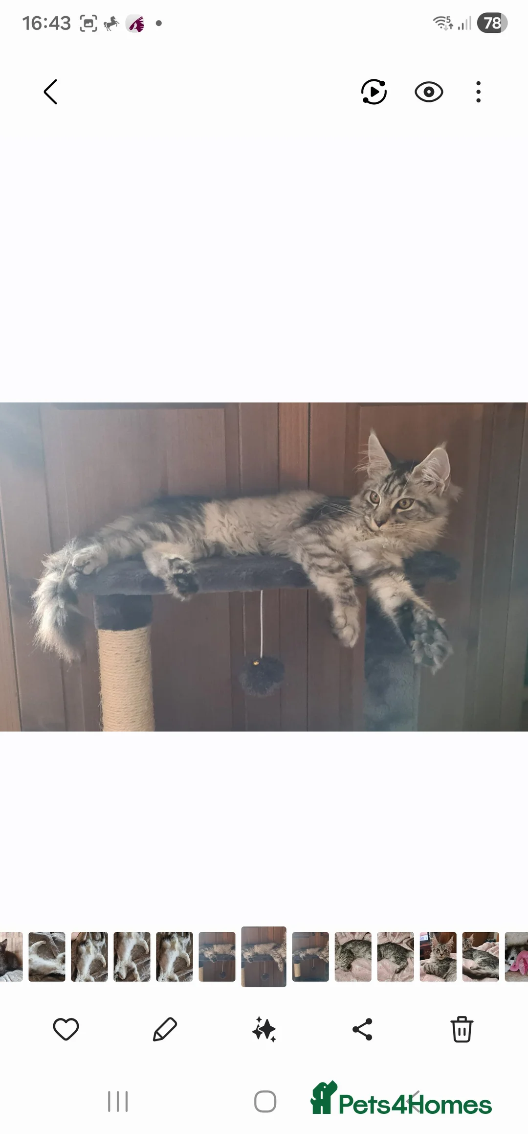Maine Coon cats for sale: Gorgeous Half Maine Coon Litter  - Advert 2