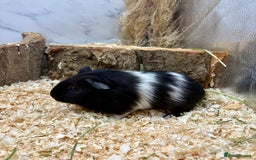 Guinea Pig rodents for sale: LOTS OF GUINEA PIGS FOR SALE 💗 - Image 11