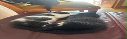 Scottish Fold cats for sale: Scottish Fold Kittens in Peterborough - Advert 5