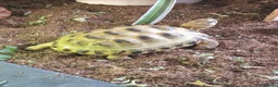 Tortoise reptiles for sale: 2 Beautiful Horsfield Tortoises & Large Enclosure in Bedford - Advert 4