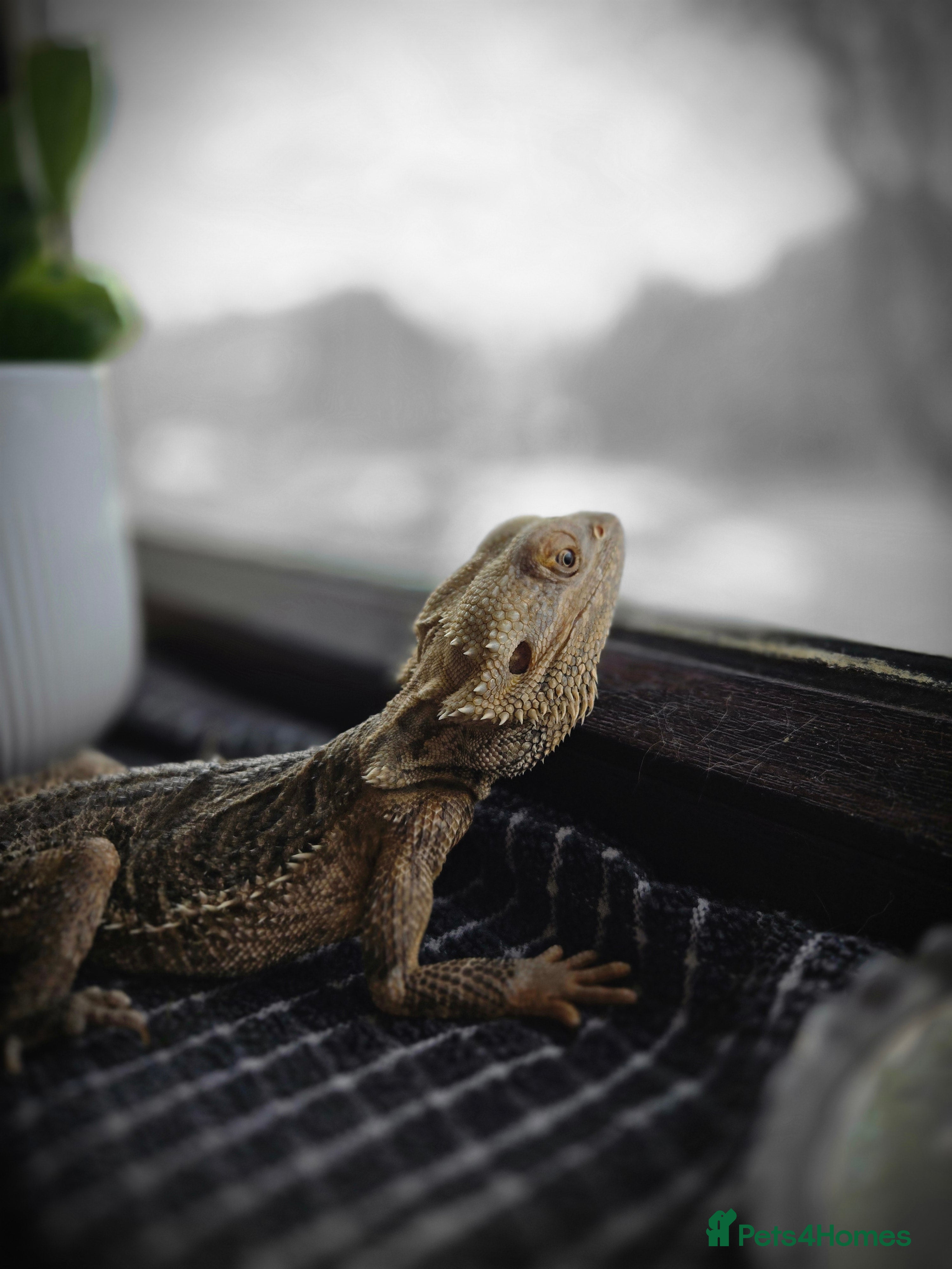 Bearded Dragon reptiles Meet Stumpy - sad rehome  - Advert 7