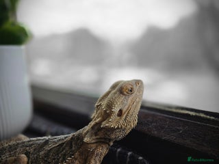 Bearded Dragon reptiles Meet Stumpy - sad rehome - Advert 3