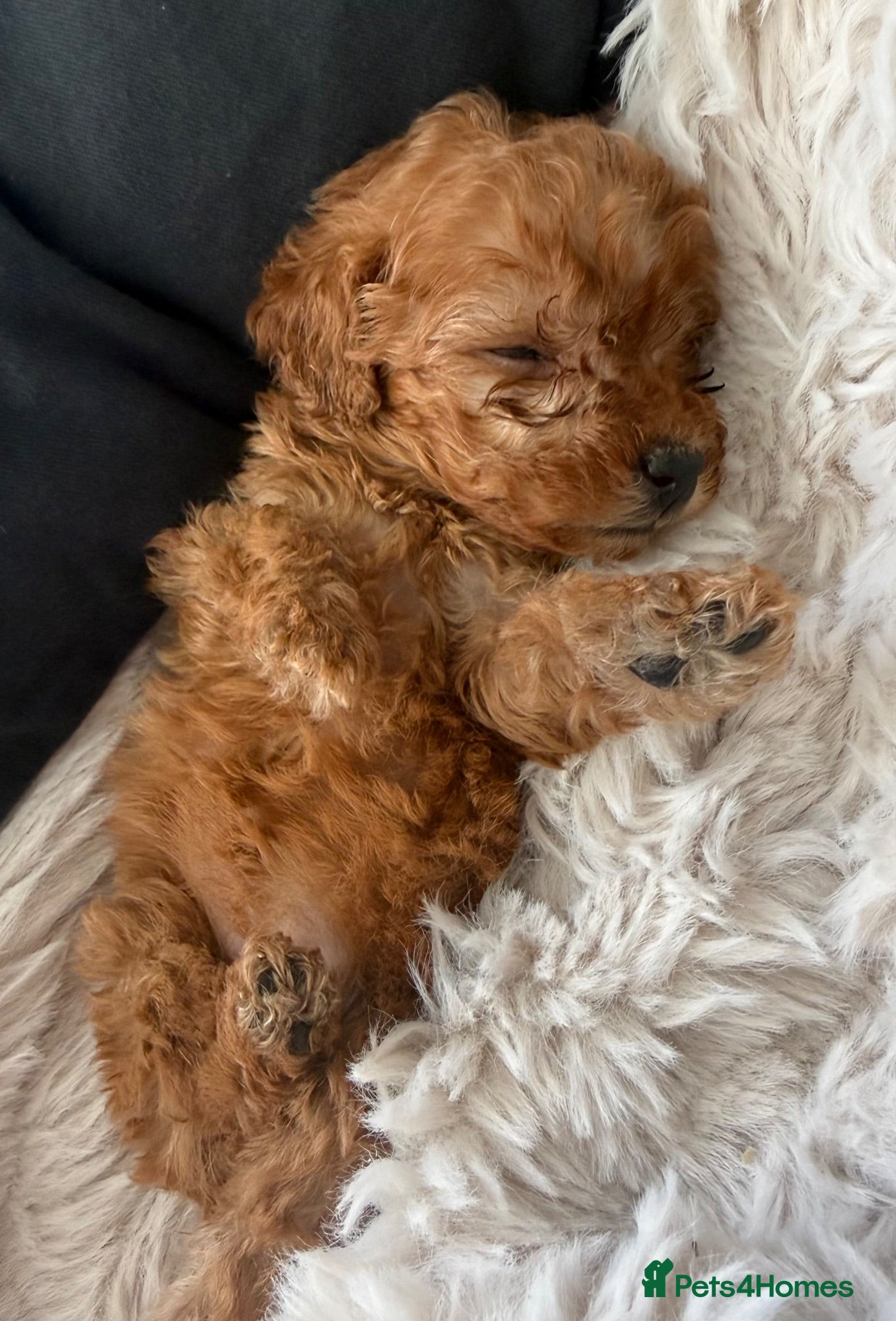 Toy Poodle dogs Asian Tiny Teddy Toy Poodles to Steal Your Heart  - Advert 1