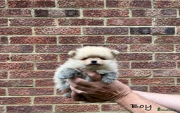 Pomeranian dogs for sale: 🐾Stunning 🐶Extra Small🐻 Teddy Face🔥 - Image 16