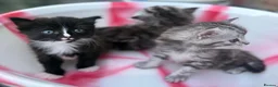 Siberian cats for sale: Adorable Kittens Looking for Their Forever Homes! - Advert 18