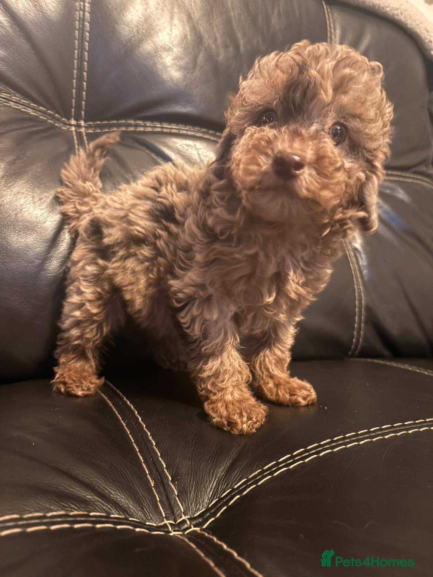 Miniature Poodle dogs for sale: Miniature poodle pups dna clear merle and apricot - Advert 1