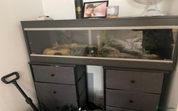 Corn Snake reptiles for sale: 2 year old male corn snake  - Image 5