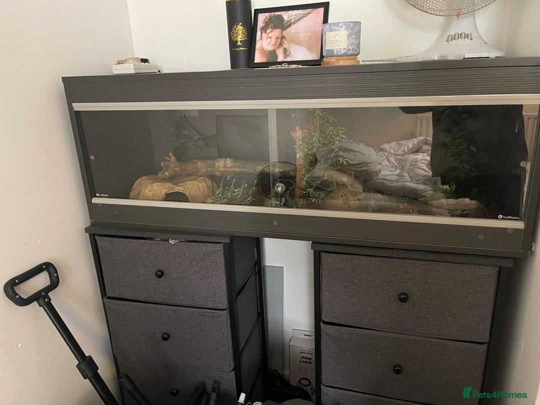 Corn Snake reptiles for sale: 2 year old male corn snake  - Image 5