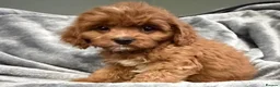 Cavapoo dogs for sale: EXCEPTIONAL EXTENSIVELY HEALTH TESTED CAVAPOO PUPS - Advert 11