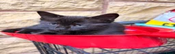 Mixed Breed cats for sale: Kittens in Worcester - Advert 8
