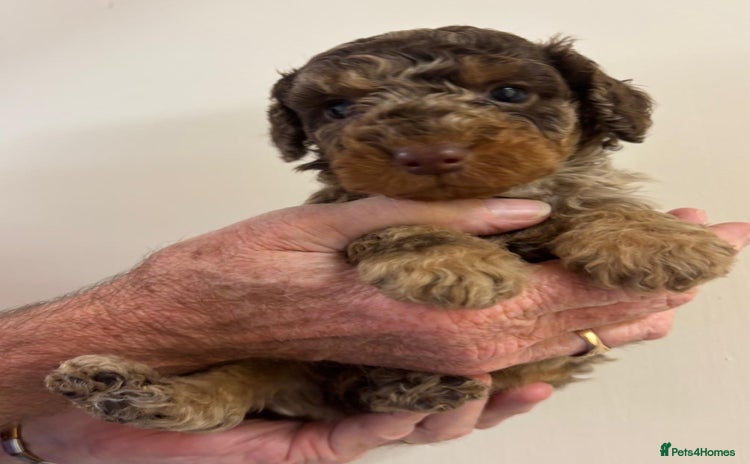 Cockapoo dogs - Advert 3