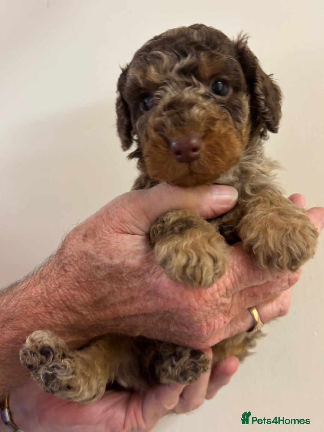 Cockapoo dogs for sale:  f1b chocolate and chocolate merle puppies  - Image 1