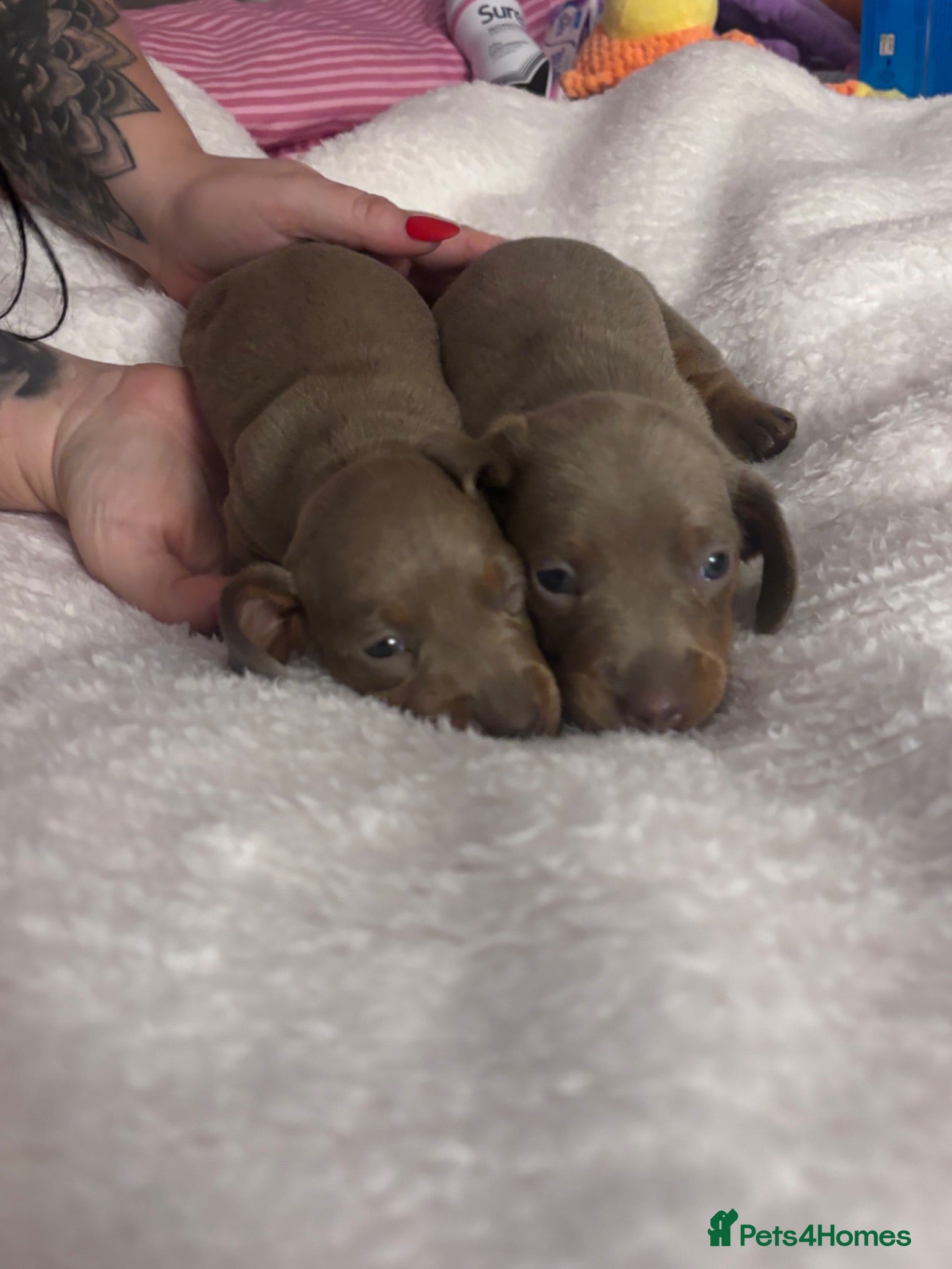 Miniature Dachshund dogs 2 ISABELLA AND TAN GIRLS KC REG - Advert 9