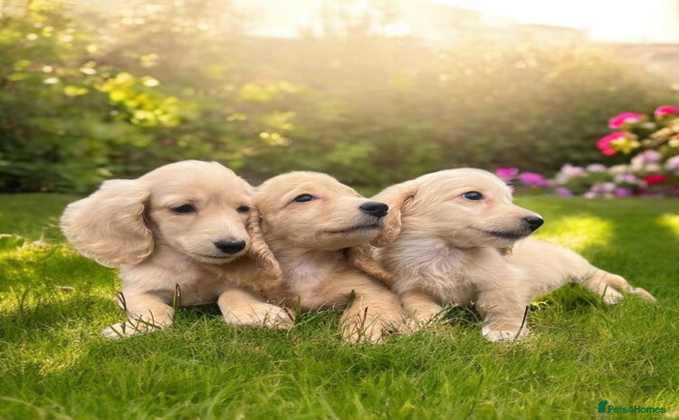 Dachshund dogs - Advert 5