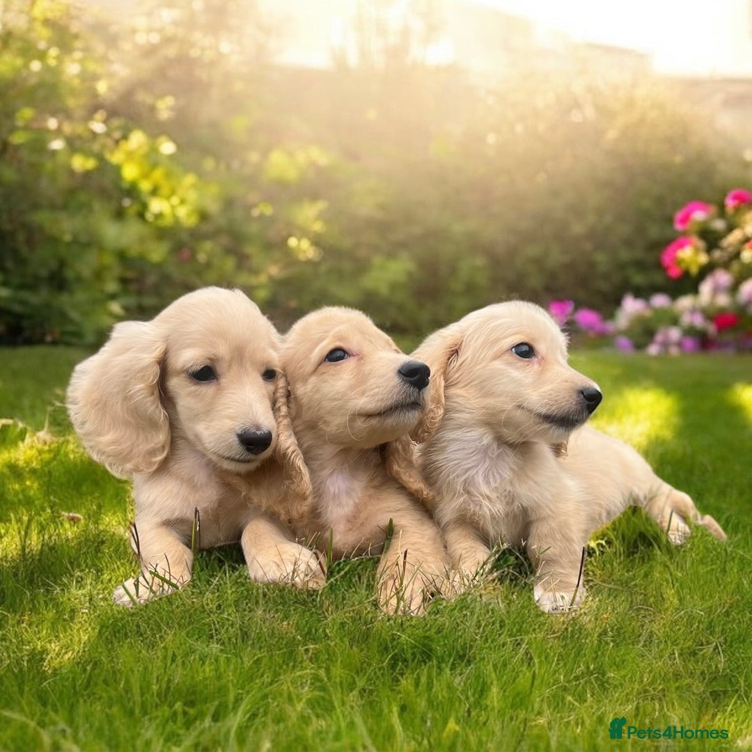 Dachshund dogs for sale: cream KC long haired miniature dachshunds for sale - Image 1