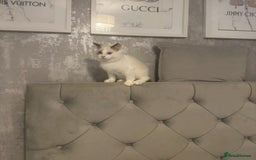 Ragdoll cats for sale: 5 ragdoll kittens GCCF  - Image 14