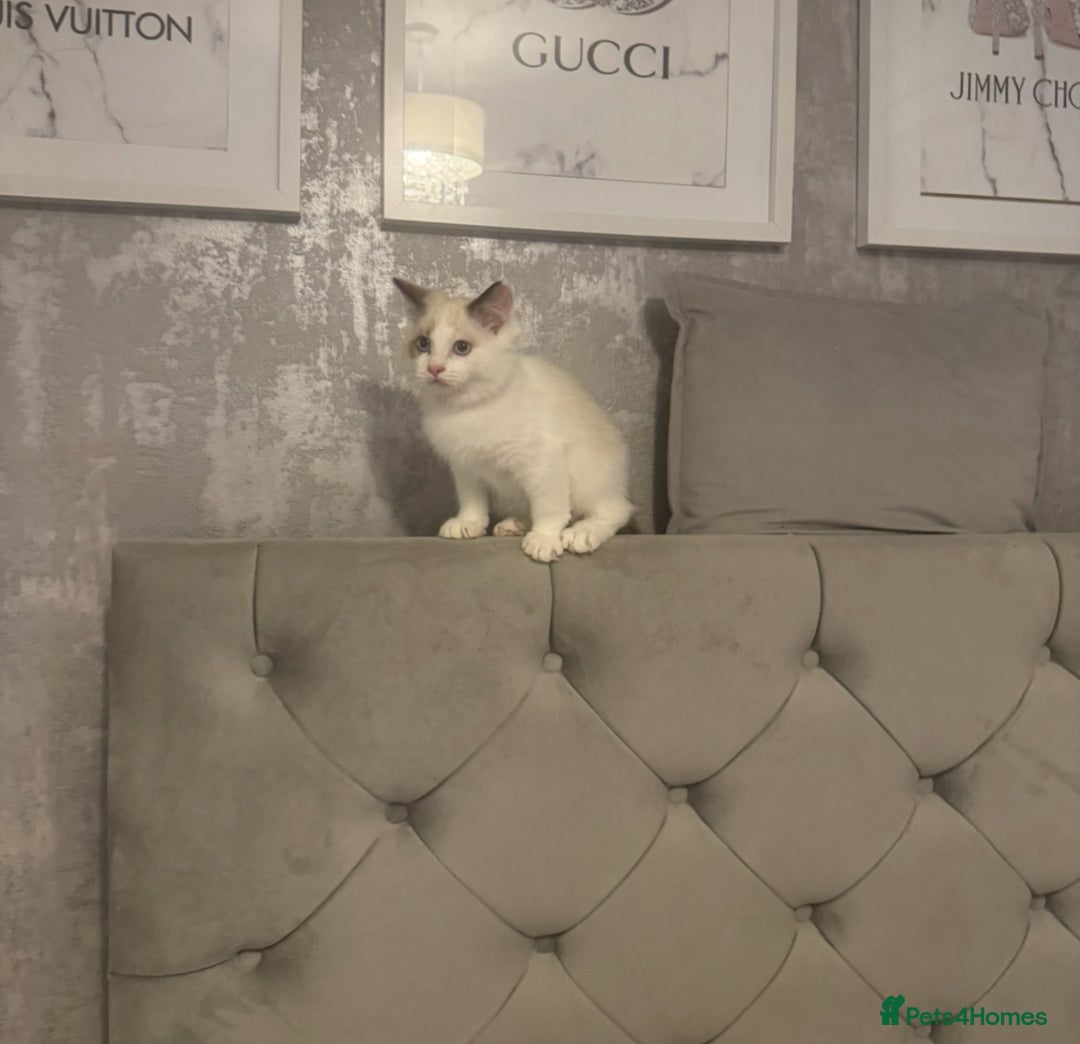 Ragdoll cats for sale: 5 ragdoll kittens GCCF  - Image 14