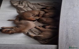 Mixed Breed dogs for sale: Bullmastiff X Puppies - Image 10