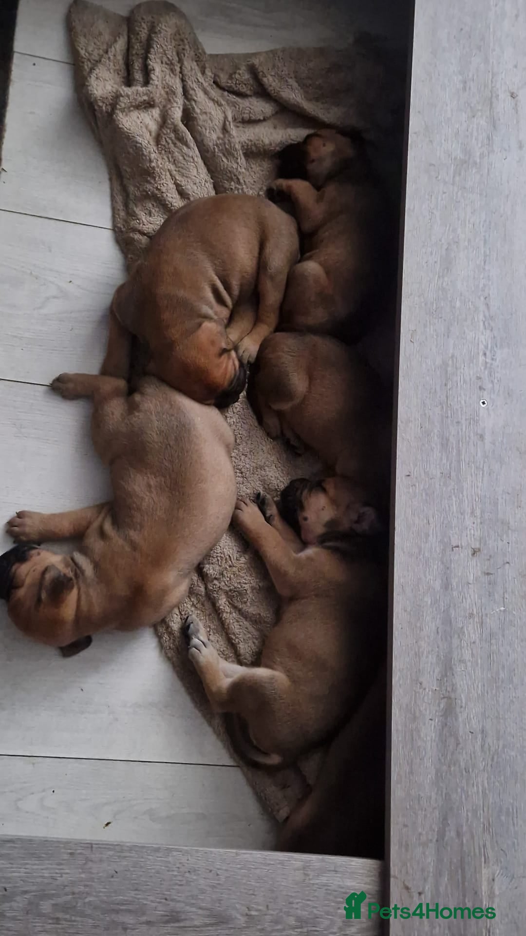Mixed Breed dogs for sale: Bullmastiff X Puppies - Image 10