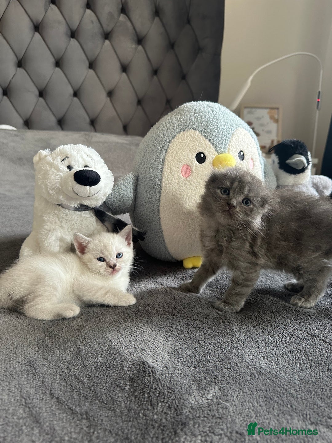 Scottish Fold cats for sale: Adorable playful scottish fold kittens  - Image 16