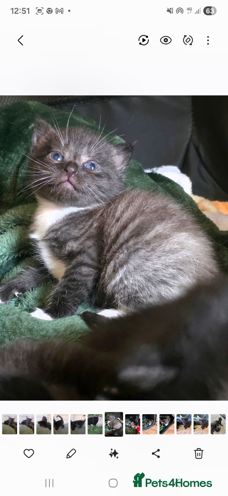 Mixed Breed cats BSH X RAGDOLL (2nd Gen) - Advert 1