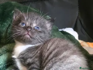 Mixed Breed cats BSH X RAGDOLL (2nd Gen) - Advert 10