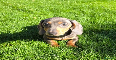 Miniature Dachshund dogs - Advert 5