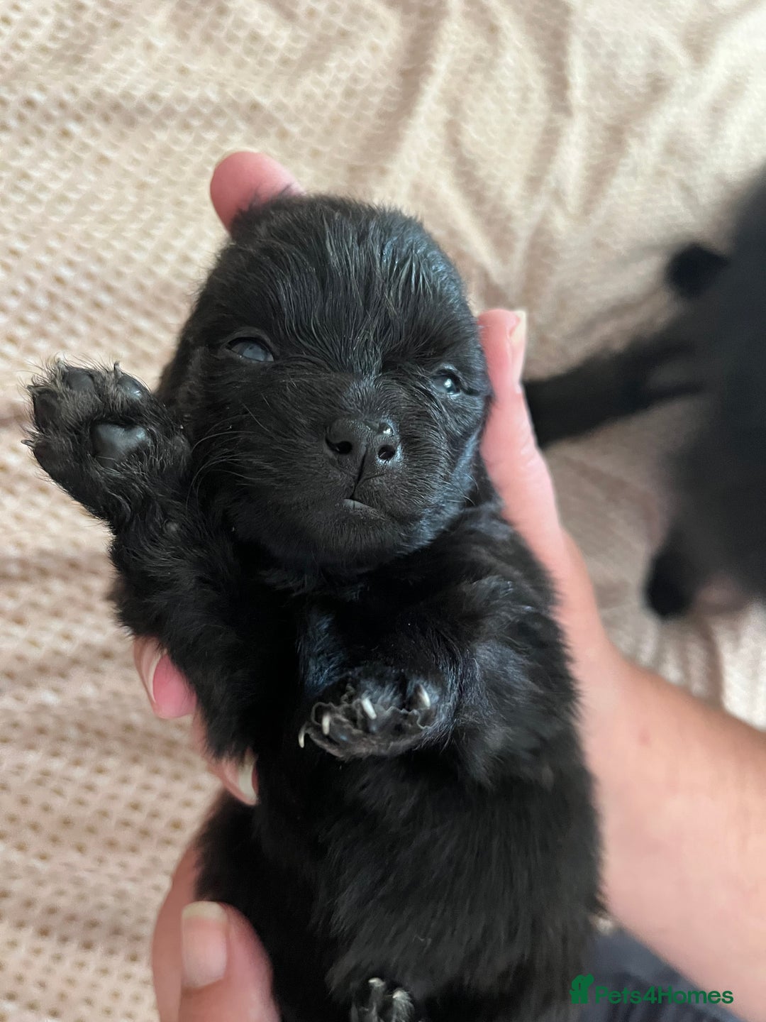German Spitz dogs for sale: KC Registered German Spitz Mittel - Image 7