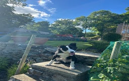 Border Collie dogs for sale: dog for sale - Image 2